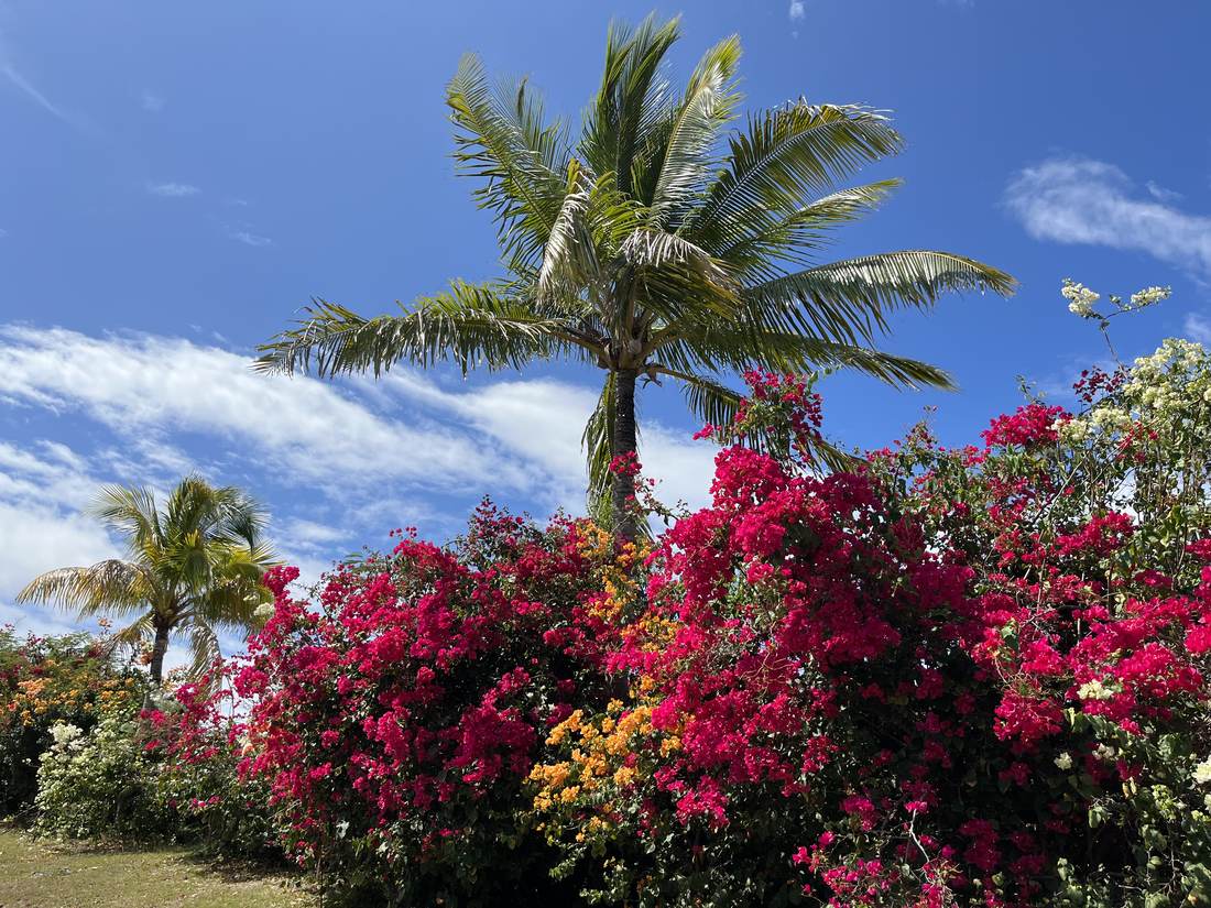 Bougainvillea and palms