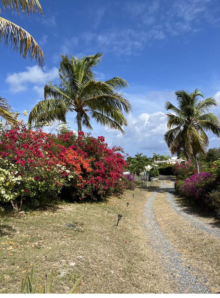 Driveway with bougainvillea